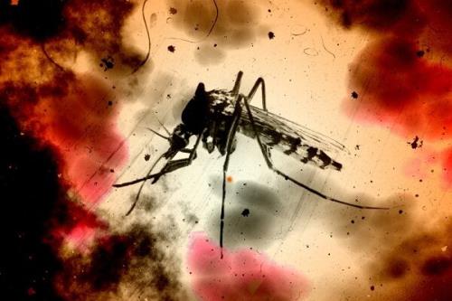 کشف درمان جدیدی برای بیماری مالاریا