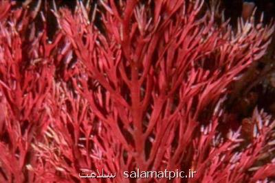 جلبک دریایی قرمز راهی برای درمان بیماری کبد چرب