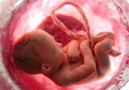 نجات 162 جنین از سقط در یزد