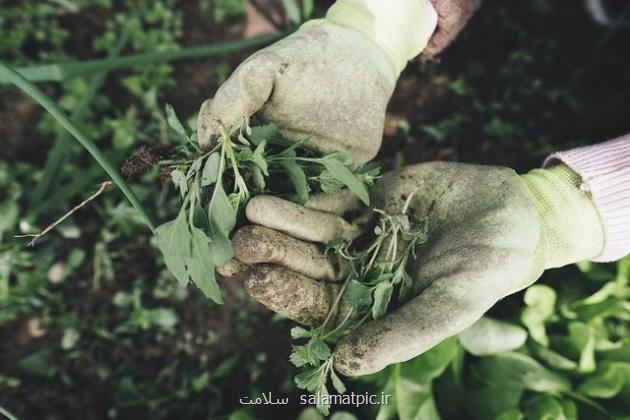 چگونه باغبانی به بهبود سلامت روان کمک می کند؟