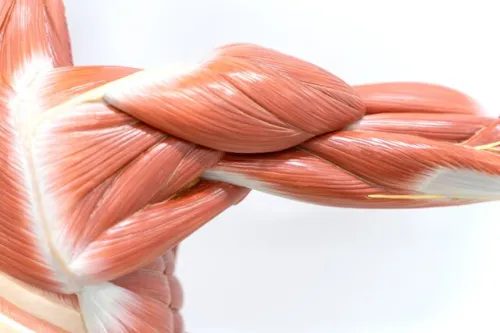 آغاز تحلیل عضلانی از ۳۰ سالگی