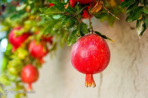 انار میوه ای با خواص درمانی!