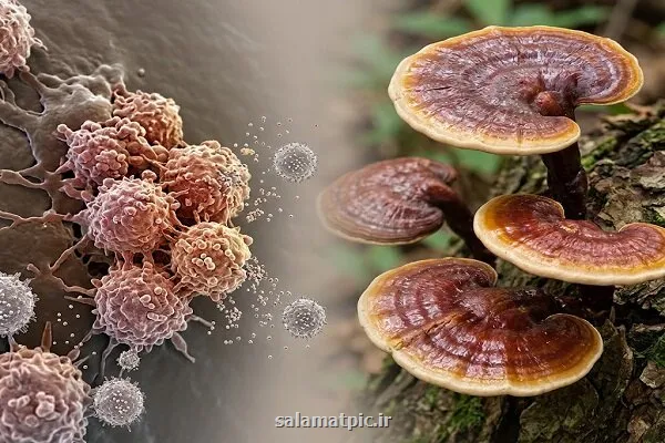 قارچ گانودرما و سرطان علم چه می گوید و تبلیغ ها چه نمی گویند؟